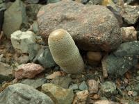 Lobivia_famatimensis_v_bonnieae_TB751_1.jpg