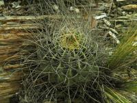 Lobivia_ferox_f_lecoriensis_TB859_1.jpg