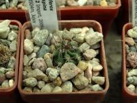Lobivia_ferox_v_longispina_TB024_2.jpg