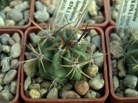 Lobivia_ferox_v_longispina_TB076_1.jpg