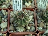 Lobivia_ferox_v_longispina_TB227_1.jpg