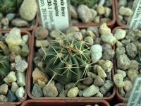 Lobivia_ferox_v_longispina_TB230_1.jpg