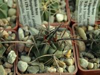 Lobivia_ferox_v_longispina_f_pictiflora_TB179_1.jpg