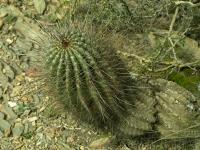 Lobivia_formosa_v_bertramiana_TB859_2.jpg