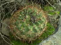 Lobivia_formosa_v_kieslingii_TB688_1.jpg