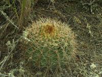 Lobivia_formosa_v_velascoensis_TB645_1.jpg