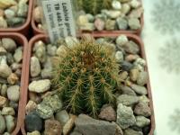 Lobivia_grandiflora_TB440_1.jpg