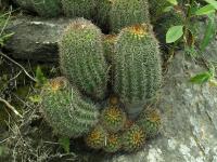 Lobivia_grandiflora_TB659_1.jpg