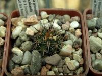 Lobivia_grandiflora_v_crassicaulis_TB439_1.jpg