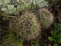 Lobivia_grandiflora_v_crassicaulis_TB747_1.jpg