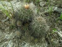 Lobivia_grandiflora_v_longispina_TB662_1.jpg