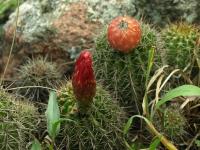Lobivia_grandiflora_v_pumila_TB654_2.jpg