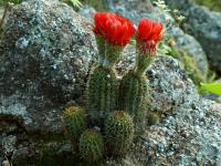 Lobivia_grandiflora_varieta_TB655_2.jpg