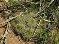 Lobivia_grandiflora_varieta_TB735_2.jpg