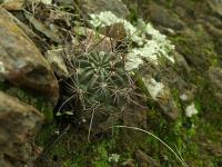 Lobivia_haematantha_TB687_1.jpg
