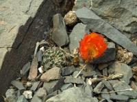 Lobivia_haematantha_v_amblayensis_TB696_1.jpg