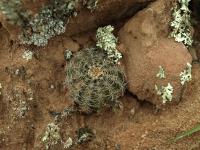 Lobivia_haematantha_v_amblayensis_TB699_1.jpg