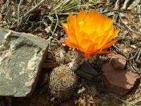 Lobivia_haematantha_v_amblayensis_f_albispina_TB698_1.jpg