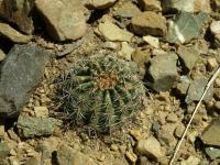 Lobivia_haematantha_v_densispina_TB719_1.jpg