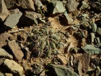 Lobivia_haematantha_v_kuehnrichii_f_drijveriana_TB701_1.jpg