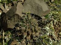 Lobivia_haematantha_v_kuehnrichii_f_drijveriana_TB702_1.jpg