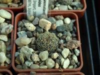 Lobivia_haematantha_v_rebutioides_TB034_1.jpg