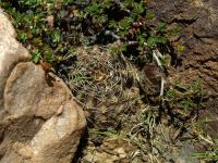 Lobivia_haematantha_v_rebutioides_TB704_1.jpg
