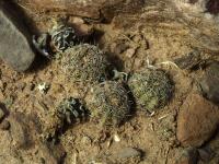 Lobivia_haematantha_v_rebutioides_TB705_1.jpg