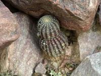 Lobivia_haematantha_v_rebutioides_TB706_1.jpg