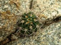 Lobivia_haematantha_v_viridis_TB678_1.jpg