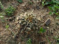Lobivia_haematantha_varieta_TB694_1.jpg