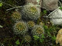 Lobivia_hertrichiana_varieta_TB768_1.jpg