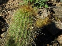Lobivia_huascha_v_calliantha_TB761_1.jpg