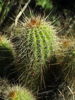 Lobivia_huascha_v_robusta_TB752_1.jpg
