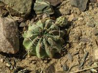Lobivia_jajoiana_v_glauca_TB705_2.jpg