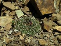 Lobivia_marsoneri_v_iridescens_TB717_1.jpg