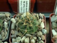 Lobivia_maximiliana_TB275_1.jpg