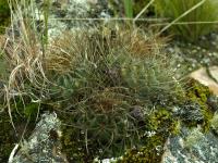 Lobivia_maximiliana_TB794_1.jpg
