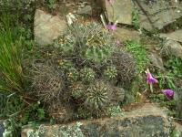 Lobivia_maximiliana_v_caespitosa_TB798_1.jpg