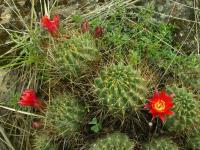 Lobivia_maximiliana_v_caespitosa_TB799_1.jpg