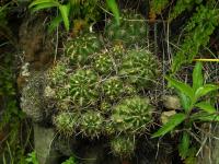 Lobivia_maximiliana_v_caespitosa_TB800_1.jpg