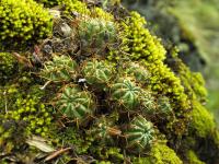 Lobivia_maximiliana_v_caespitosa_TB802_1.jpg