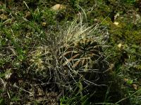 Lobivia_maximiliana_v_intermedia_TB777_1.jpg