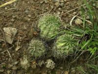 Lobivia_maximiliana_v_sicuaniensis_TB766_1.jpg