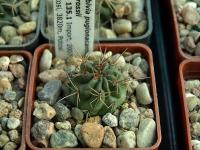 Lobivia_pentlandii_f_hardeniana_TB135_1.jpg