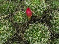Lobivia_pentlandii_f_sayariensis_TB798_2.jpg