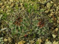 Lobivia_pentlandii_forma_TB892_2.jpg