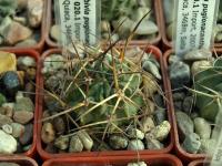 Lobivia_pugionacantha_TB020_1.jpg