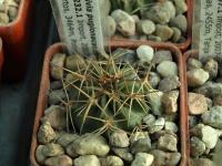 Lobivia_pugionacantha_TB232_1.jpg
