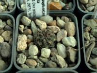 Lobivia_pugionacantha_v_cornuta_TB079_1.jpg